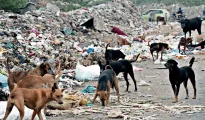 SC directs NMC to decide designated spots for general public to feed stray dogs