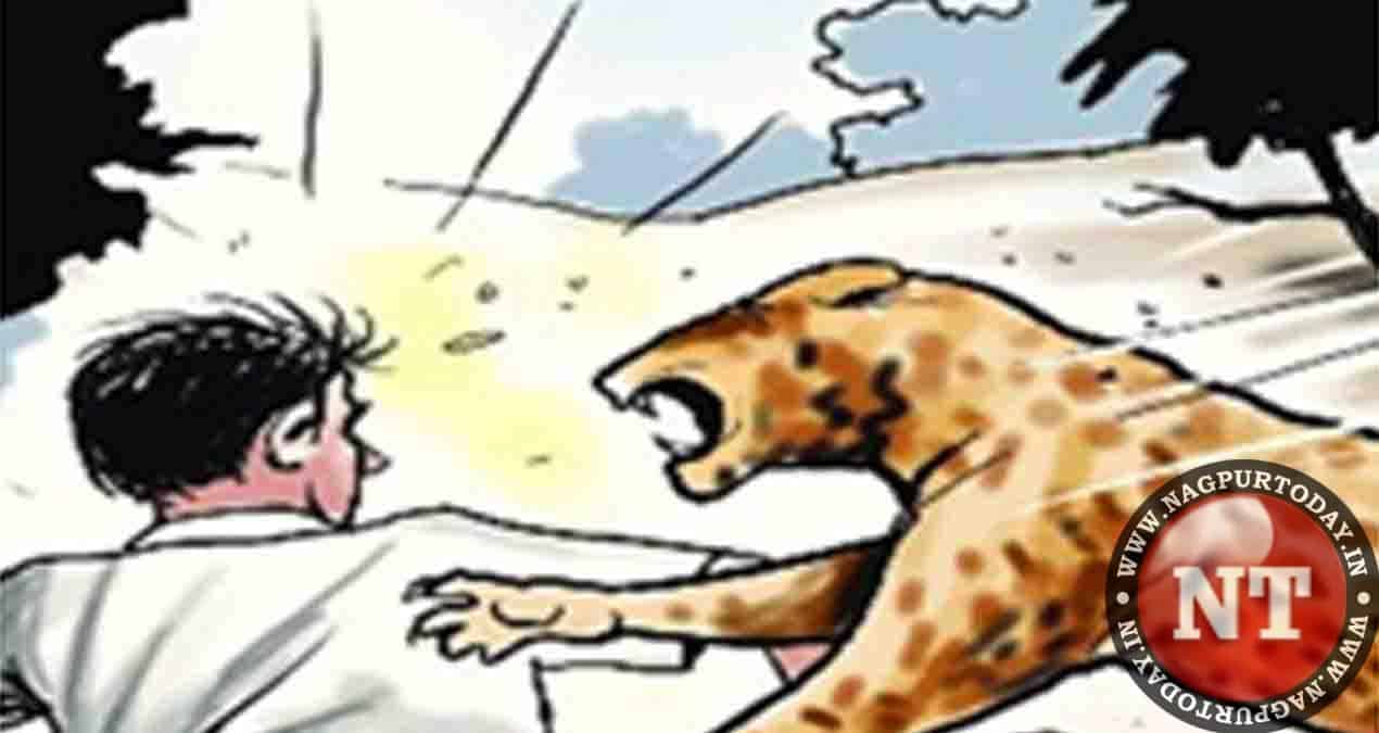 Man-animal conflict: Vidarbha sees 90 human kills in 11 months: RTI reply - Nagpur Today : Nagpur News Man-animal conflict: Vidarbha sees 90 human kills in 11 months: RTI reply - Nagpur Today : Nagpur News