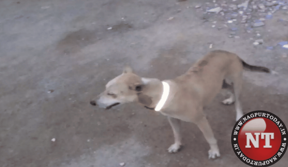HC to NMC : Remove Collars Of Unregistered Stray Dogs - Nagpur Today : Nagpur News HC to NMC : Remove Collars Of Unregistered Stray Dogs - Nagpur Today : Nagpur News