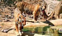 Forest guards, foresters refuse to conduct tiger census in Maharashtra over safety issue