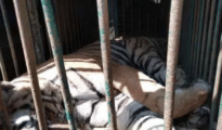 Brahmapuri tiger that killed a 75-year-old man captured