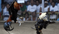 PETA India intervention gives new lease on life to over 60 roosters rescued from illegal cockfighting