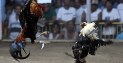 PETA India intervention gives new lease on life to over 60 roosters rescued from illegal cockfighting