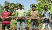 13-foot python gets new lease of life near Ramtek