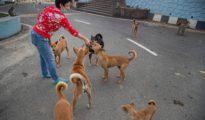 Paw lovers criticise NMC’s decision; feed stray dogs regardless