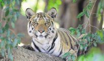 Pench Tiger Reserve: Forest dept catches 3 poachers, seizes paws, other body part