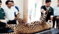 Rescued leopard dies during treatment at Transit Centre in Nagpur