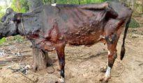Lumpy Disease: Infection spreads to 109 villages of district
