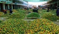 Juicy, tangy oranges flood Nagpur markets in heaps!