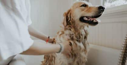 Paw matter: NMC gives owners 90-day deadline to register their pet dogs