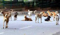 SC stays Bombay HC’s observation on stray dogs, asks NMC to identify spots to feed stray dogs in Nagpur