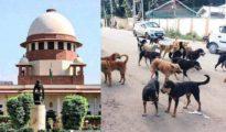 Adhering SC order, administration starts marking spots for feeding stray dogs in Nagpur