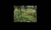 Watch Tiger Caught On Camera: Roams across Khasarmari area near Nagpur