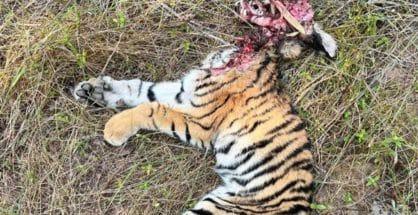 Days after tigress’s body, four tiger cubs with bite injuries found dead in Tadoba buffer
