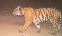 Vidarbha saw 60 incidents of tiger attacks in 11 months this year: Mungantiwar