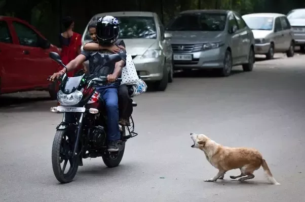 RTI reveals over 58,000 cases of stray-dog bite in past 6 years in Nagpur - Nagpur Today : Nagpur News
