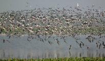 Nature lovers’ delight: 226 bird species found at PTR in maiden survey in State