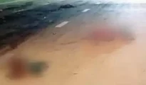 Bad news: 14 wild boars crushed to death by speeding vehicle on Samruddhi Mahamarg