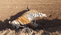 Adult tiger dies after fight with another in Tadoba
