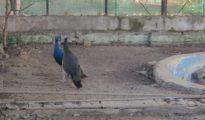 Maharajbagh Zoo welcomes new guests — six hog deer, two peahens!