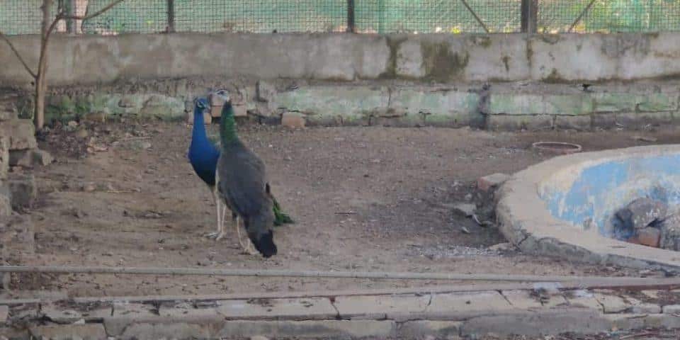 Maharajbagh Zoo welcomes new guests — six hog deer, two peahens!