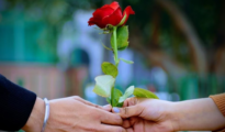 Rose day madness: Nagpur florists earn Rs 1.2 crore!