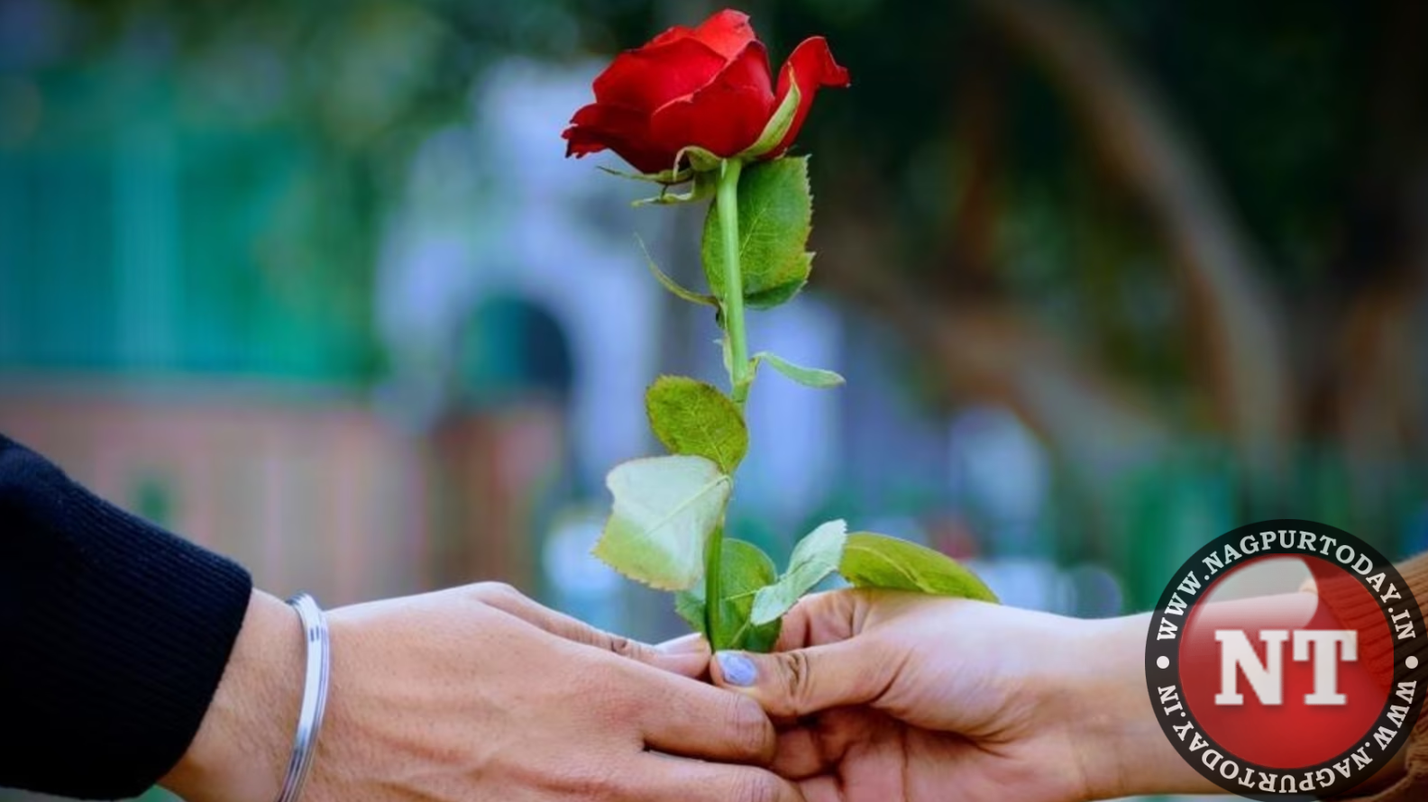 Rose day madness: Nagpur florists earn Rs 1.2 crore! - Nagpur ...