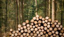 Black spot: Nagpur makes it to ‘World Map’ for Myanmar timber smuggling!