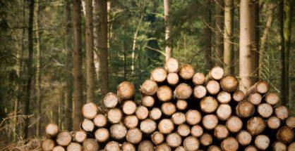 Black spot: Nagpur makes it to ‘World Map’ for Myanmar timber smuggling!