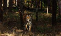 Fatal encounter: Tiger claims first human life in Maharashtra’s Pench Reserve after 3 years