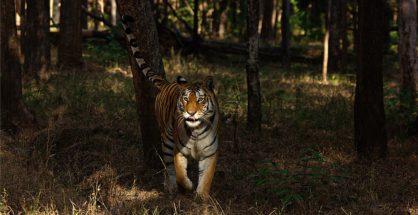 Fatal encounter: Tiger claims first human life in Maharashtra’s Pench Reserve after 3 years