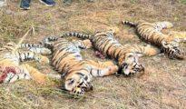 Tadoba Reserve saw 7 tiger deaths in 2022, highest in last 5 years: RTI reply