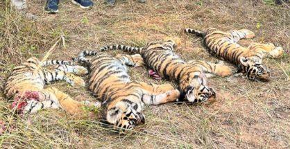 Tadoba Reserve saw 7 tiger deaths in 2022, highest in last 5 years: RTI reply