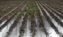 Hailstorm, rain cause crop loss in Nagpur district