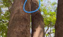 Trees in Nagpur left damaged as nails from C20 Summit lights remain in place