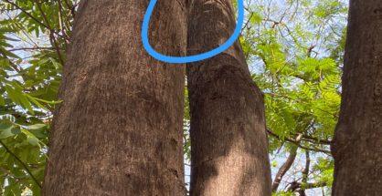 Trees in Nagpur left damaged as nails from C20 Summit lights remain in place