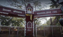 Nagpur’s Maharajbagh Zoo to get 10 blackbucks, 3 Chousingha