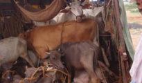 Tehsil cops raid house, rescue 5 cattle in Mominpura