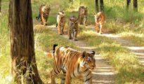 Man-animal conflict: 30 Chandrapur tigers to be relocated in State: Mungantiwar