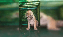 Tigress strays into nursery in Gadchiroli town, rescued