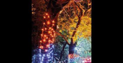 Nails driven into trees for lighting up C-20 summit in Nagpur, greens demand action