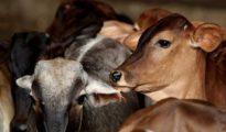 Cops intercept truck smuggling 40 bovines to Hyderabad near Pardi, Nagpur