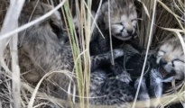 MP’s Kuno National Park welcomes four Cheetah cubs