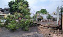 Neem Tree at Telecom Hall premises collapses, locals allege foul play