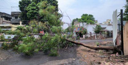 Neem Tree at Telecom Hall premises collapses, locals allege foul play