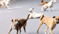 NMC purchases 10 vans to capture stray dogs in Nagpur