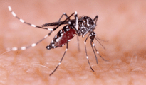 NMC urges Nagpurians to participate in fight against dengue