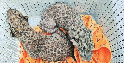 नागपुरातील गोरेवाडा प्राणीसंग्रहालयात दोन मादी बिबट्यांनी 4 बछड्यांना दिला जन्म !