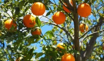 State Govt approves Rs 12 crore for Citrus Estate being set up at Katol