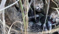 Kuno cheetah cub died of ‘immense weakness’